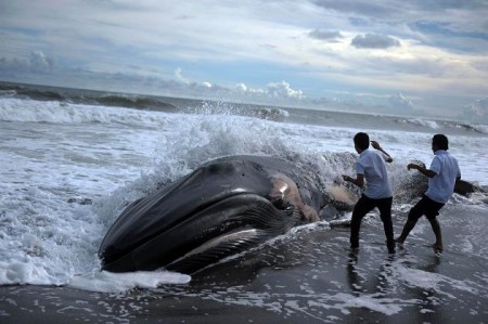 En algunas ocasiones algunas personas que pasean por las playas se llevan la sorpresa de encontrar alguna ballena varada en la orilla. Son muchas las personas que se preocupan por el bienestar de estos animales marinos, quien gracias a su ayuda algunos lo